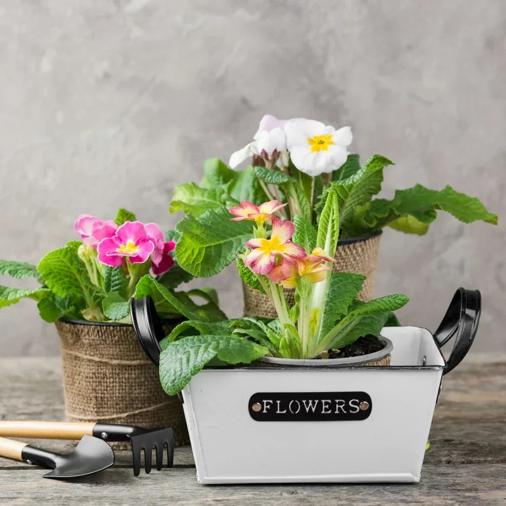 Small-Space Gardening: How to Brighten Your Home with Container Flowers